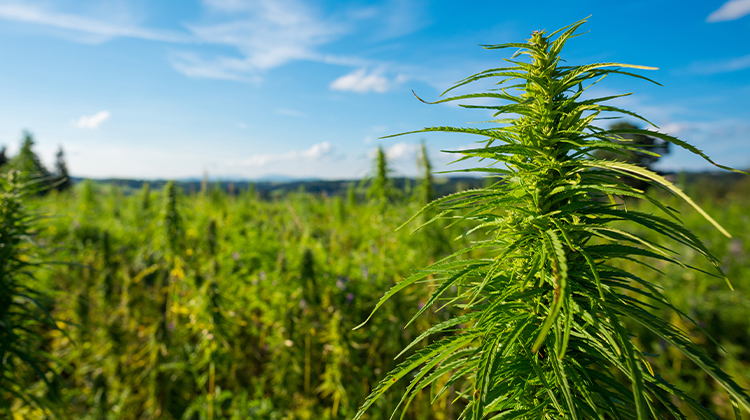 The Wild West of Weed: Oklahoma’s Growing Marijuana Industry